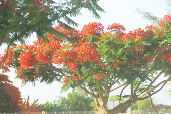 安哥拉国花